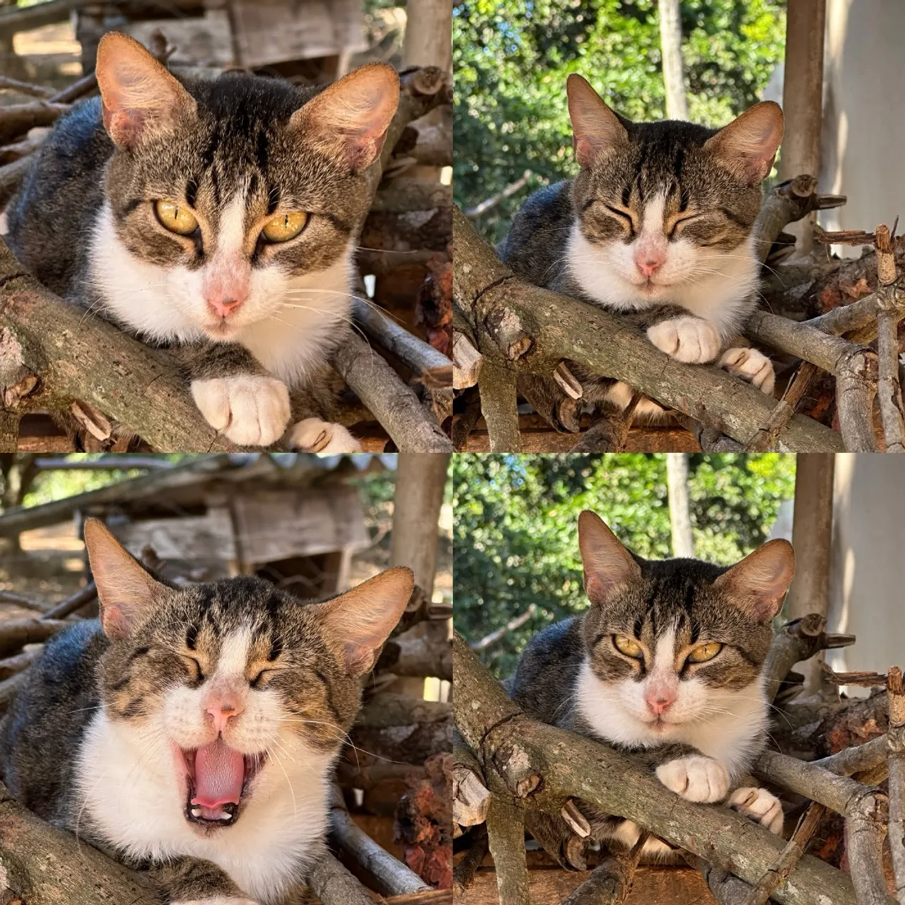 Gatos de 3 anos para doação responsável 
