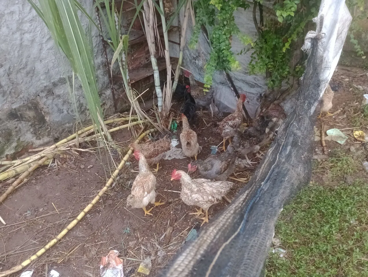 Frangos Caipiras - R$ 40 cada