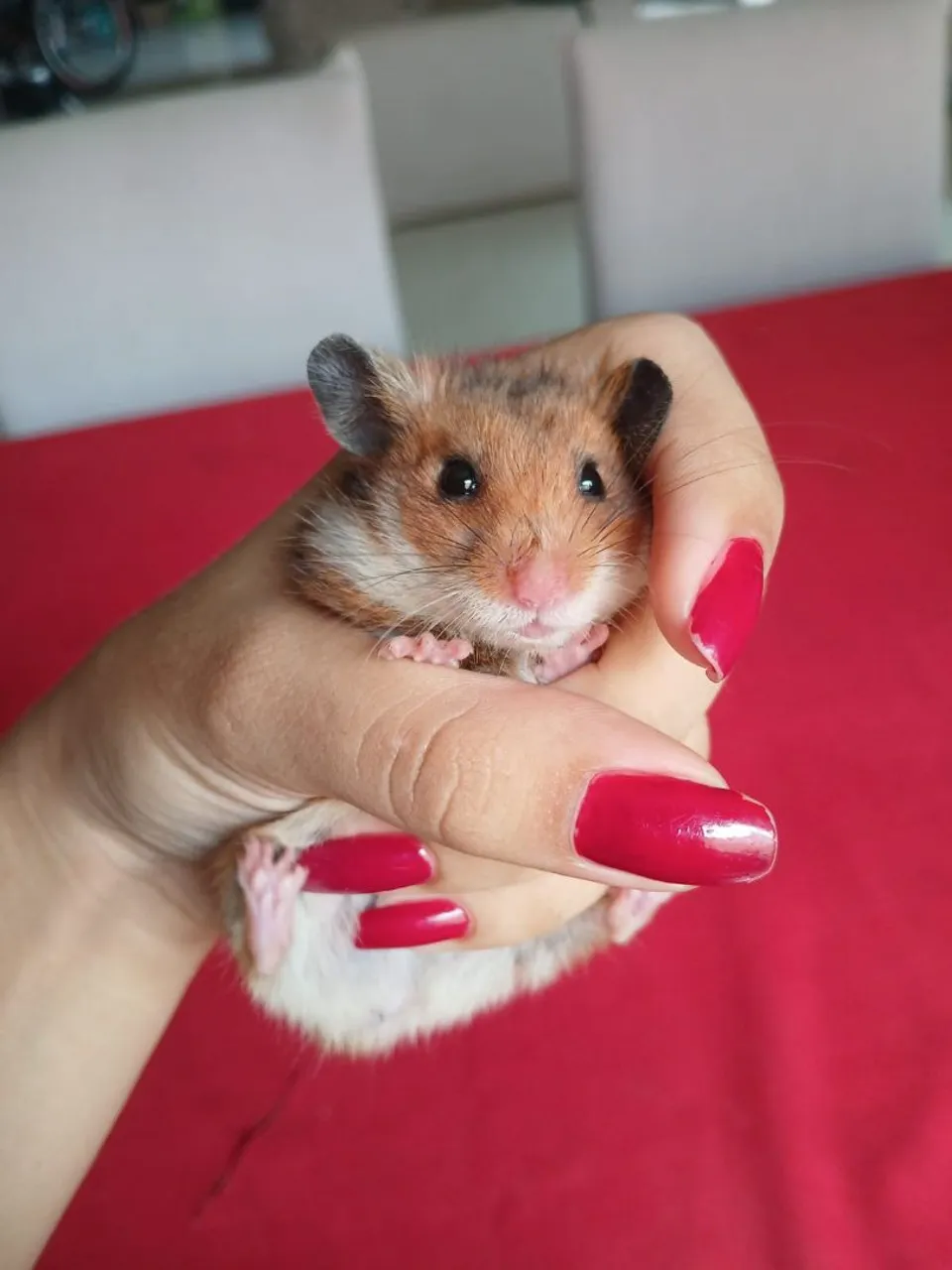 Hamister Sírio 