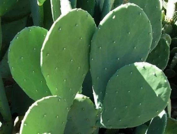 Cacto Ornamental - Opuntia Monacantha - Foto 4