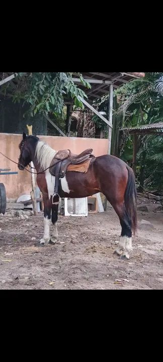 Vende-se cavalo