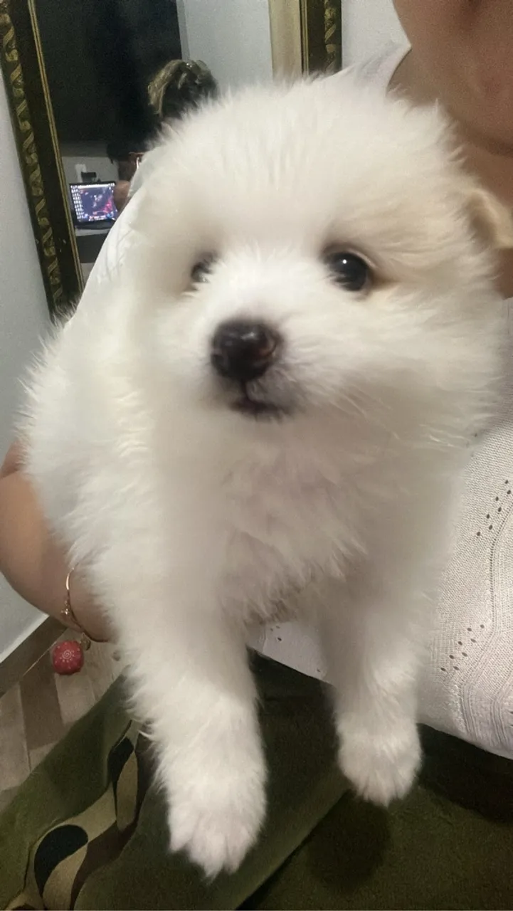 Filhote de Spitz Alemão