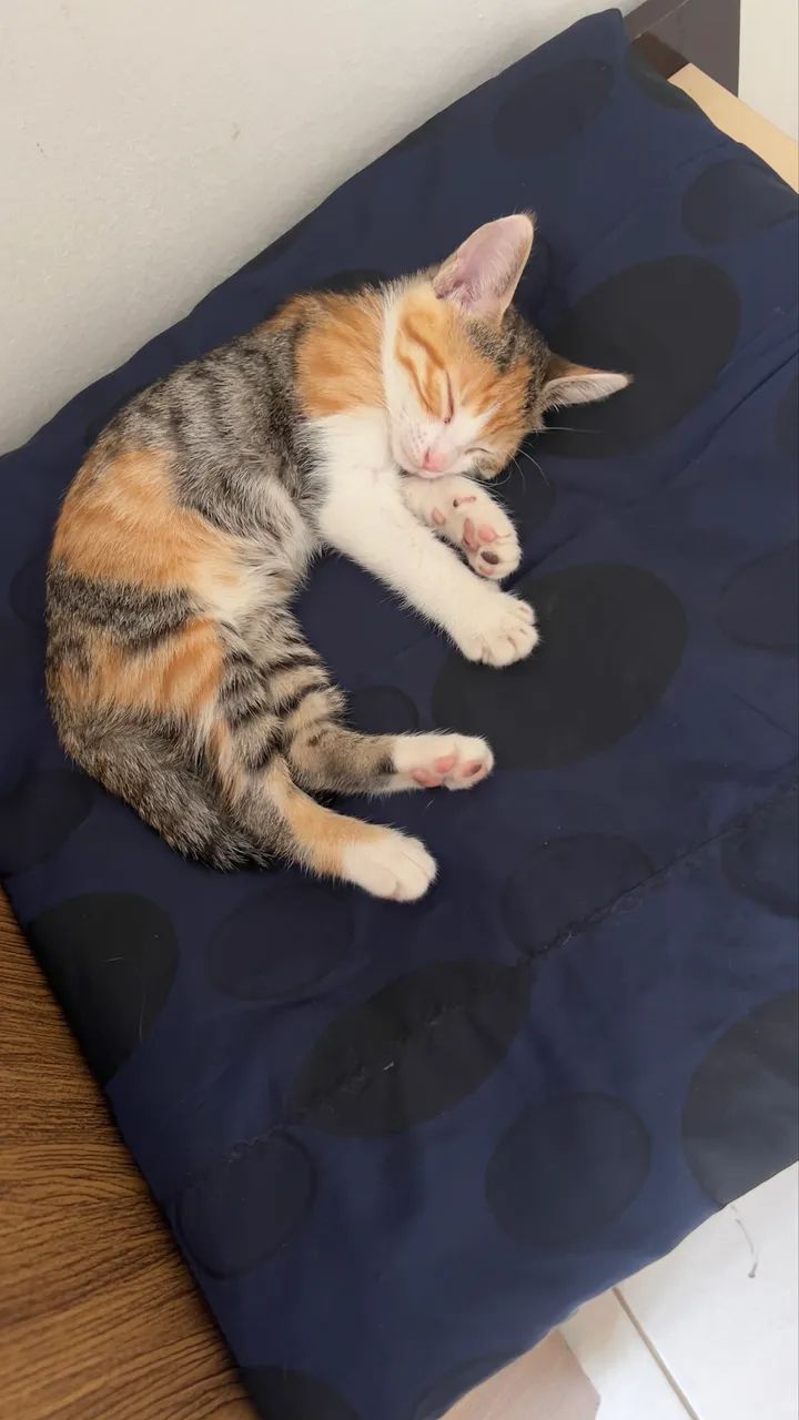 Doa-se gatinha fêmea de 2 meses muito dócil - Foto 3