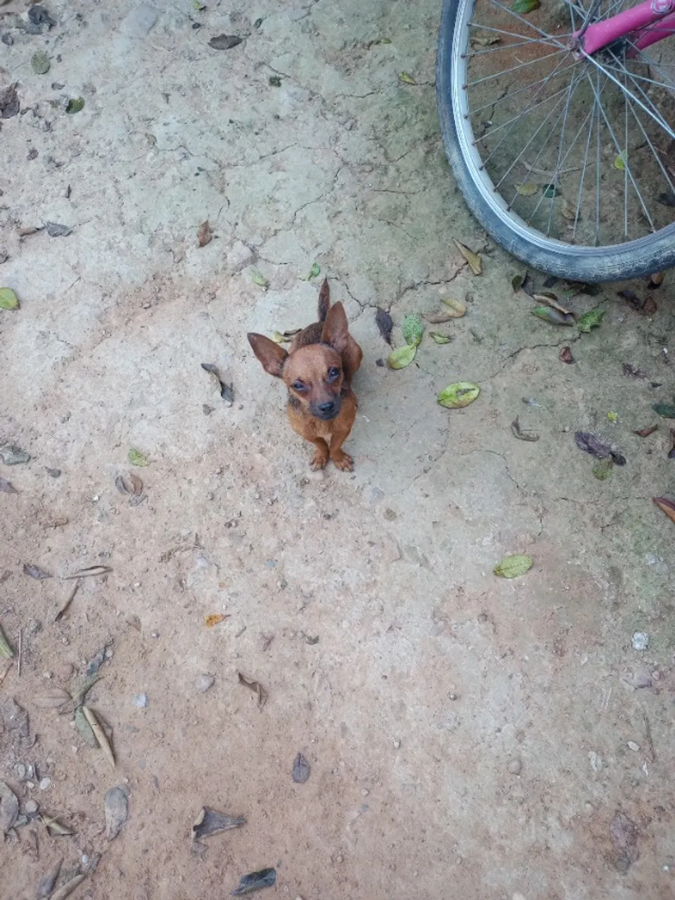 Pinscher fêmea