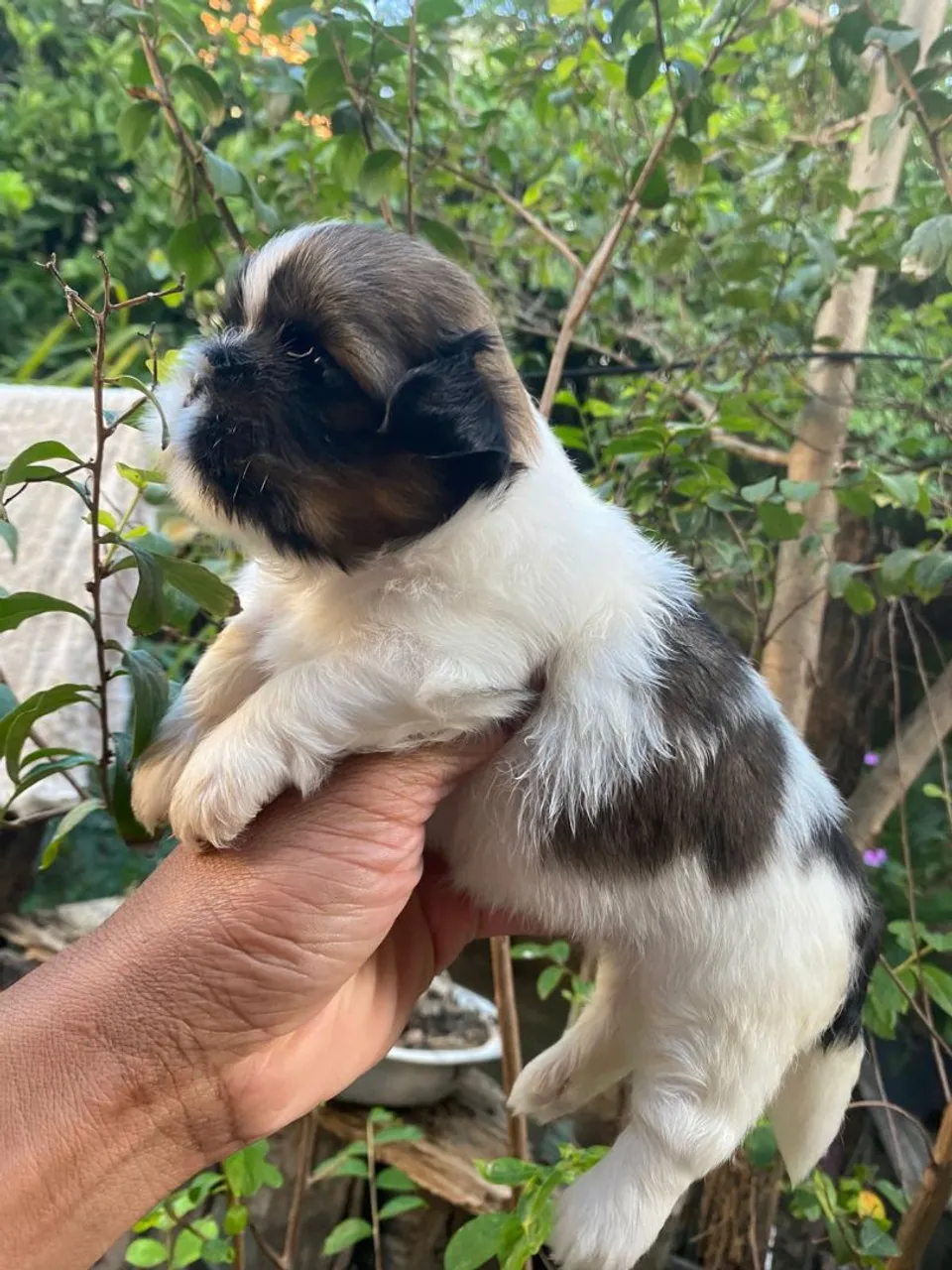 Bebês Shih-tzu mini disponíveis Machos e fêmeas