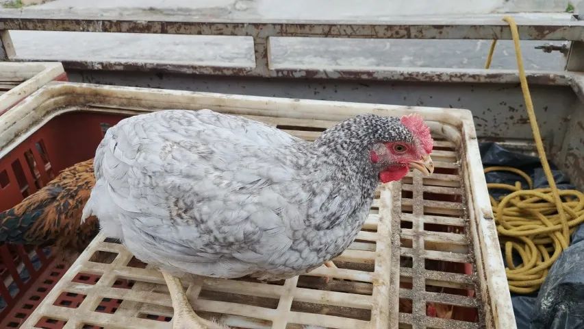 31- * Galinha rodia (isabrow) 25 reais cada  - Foto 2