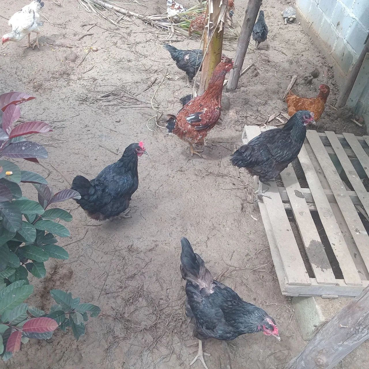 Galinhas caipira baratinho  - Foto 2