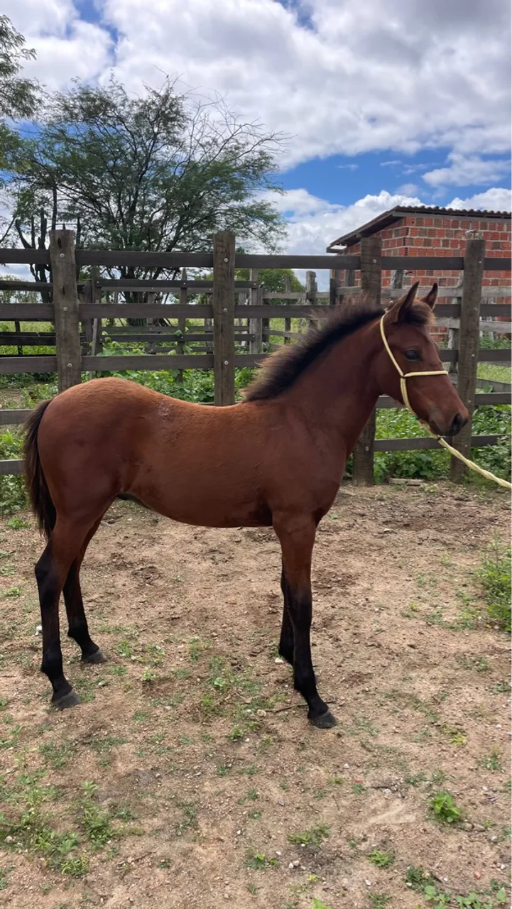 Potro MM picado, Mãe já premiada em pista 