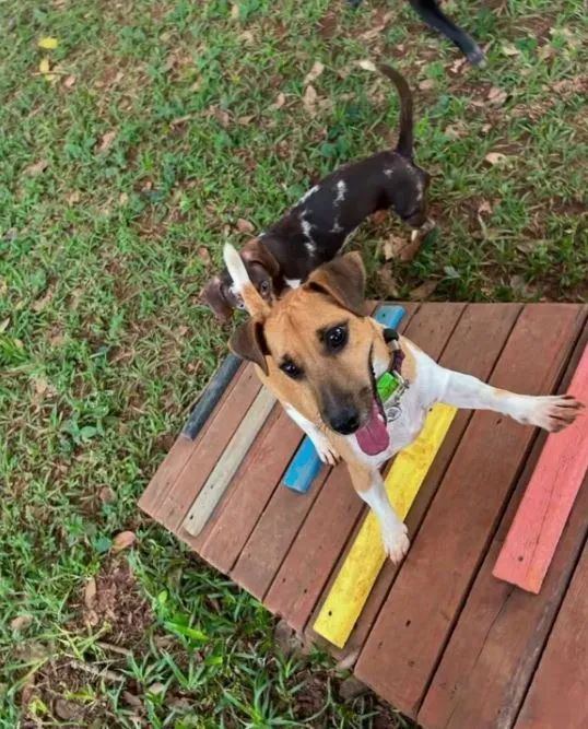 Hotel e creche para cães