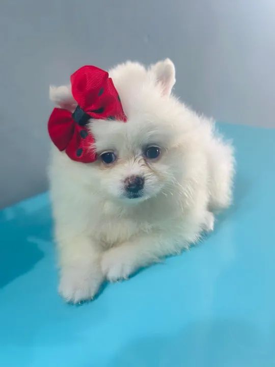 Meninas de Lulu da Pomerania ( spitz alemão) - Foto 4