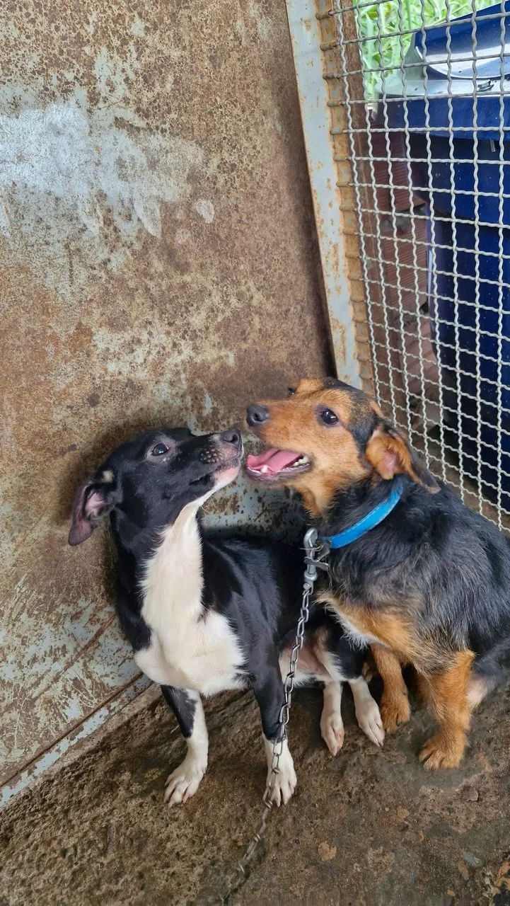 Cachorro preto de porte pequeno - Foto 3