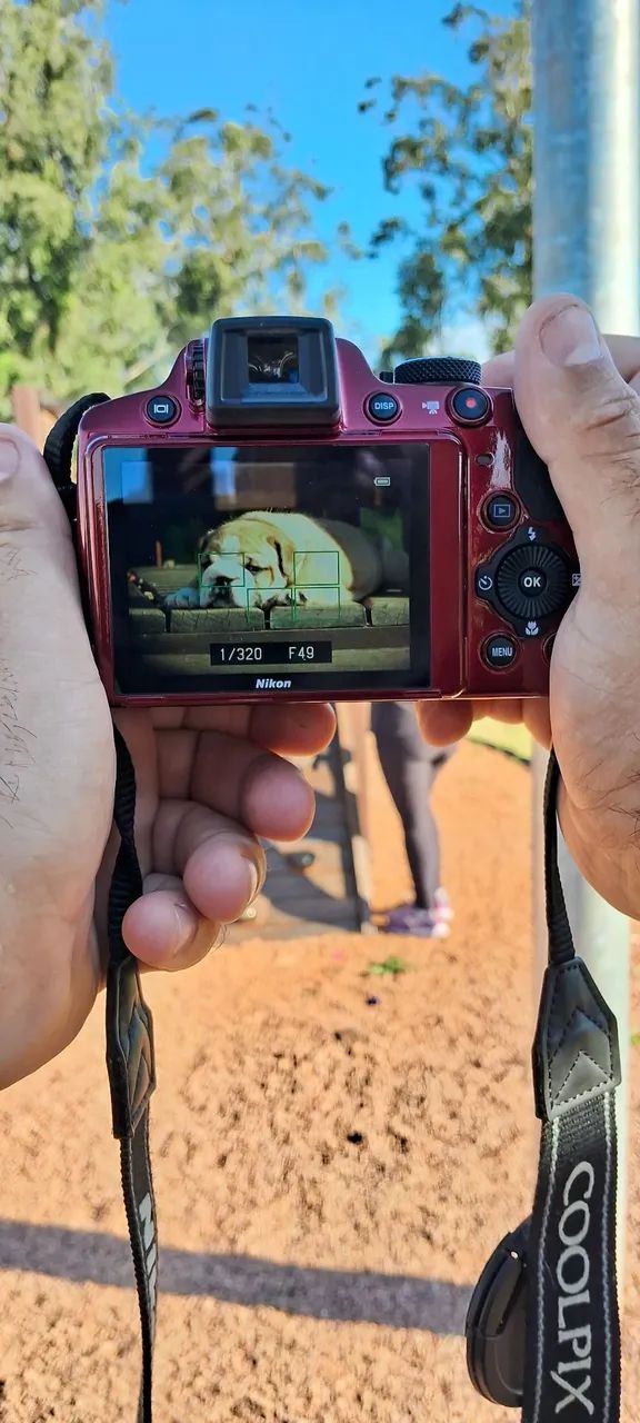 Bulldog inglês  - Foto 2