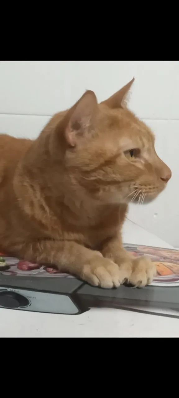 Doando gato - Adoção Responsável