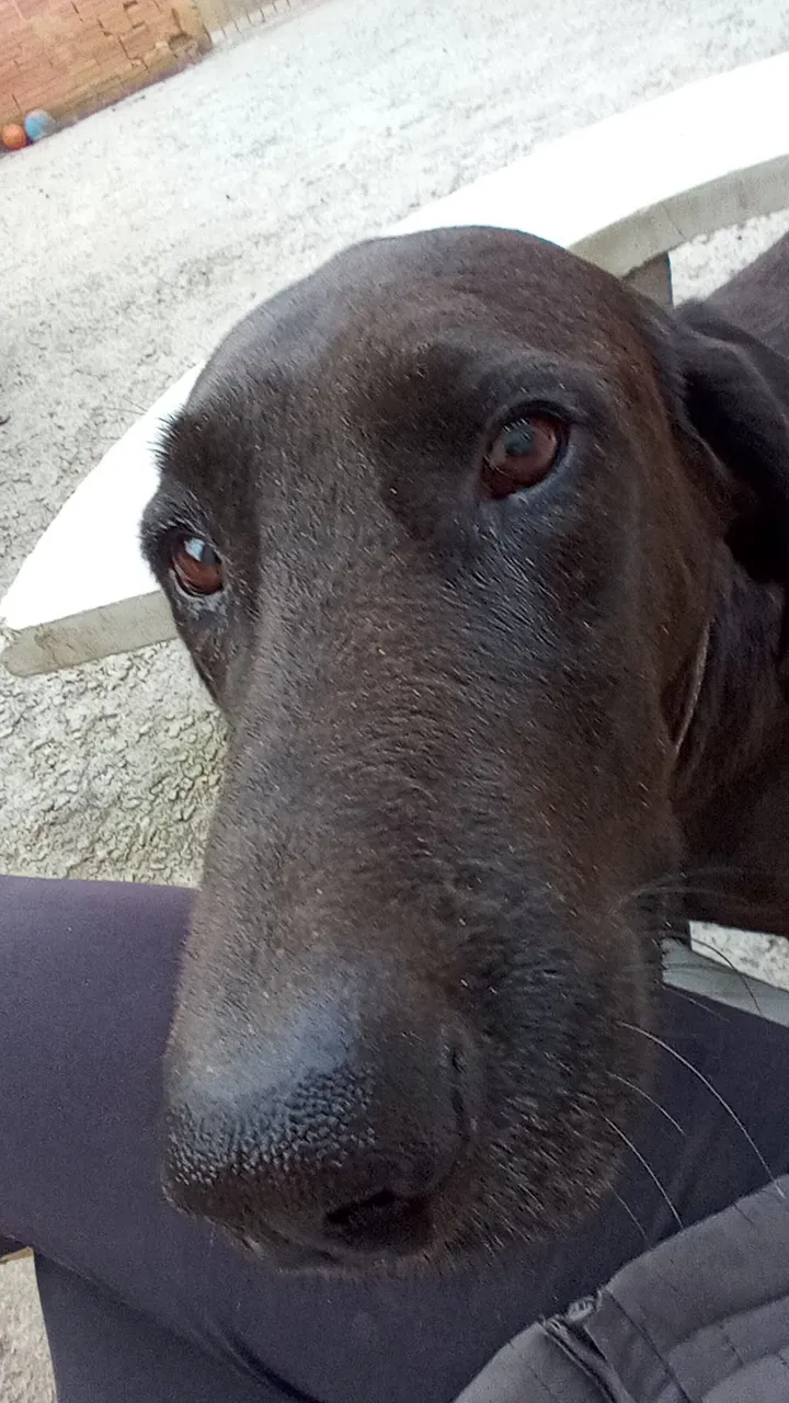 Cão adorável para adoção