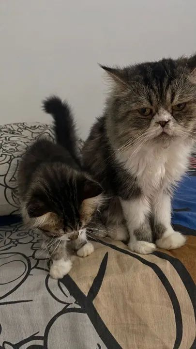 Gato Persa Adorável macho  - Foto 3