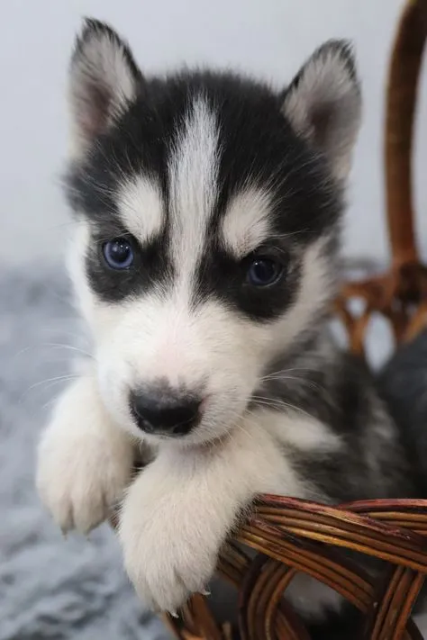URGENTE!!! PROCURASSE HUSKY PARA ADOÇÃO HUSKY FILHOTE MAÇHO ALGUÉM PARA DOAR?? PRA MIM??!