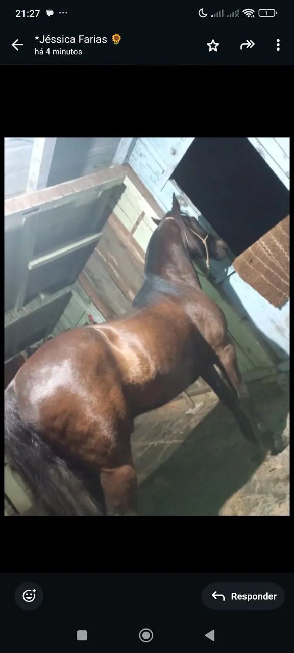 Cavalo criolo marchador maravilhoso  - Foto 2