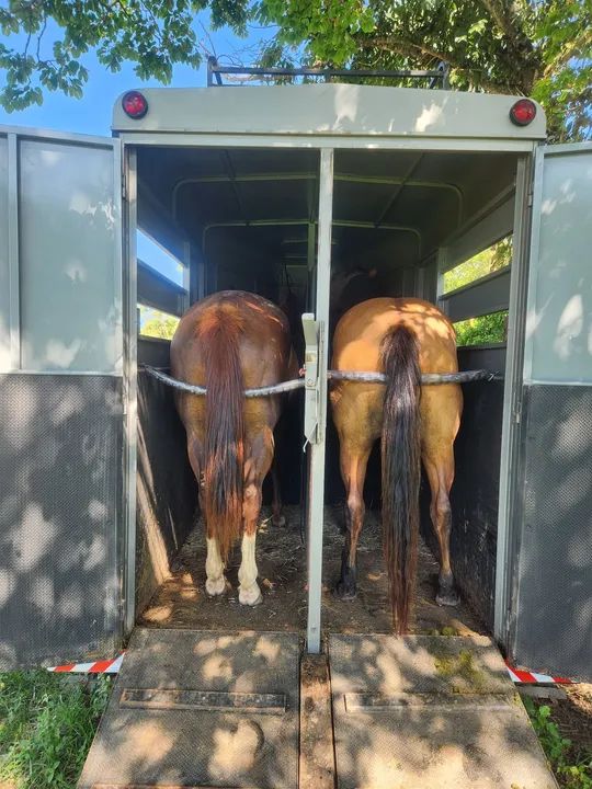 Trailer Halley para 2 cavalos frente. - Foto 4