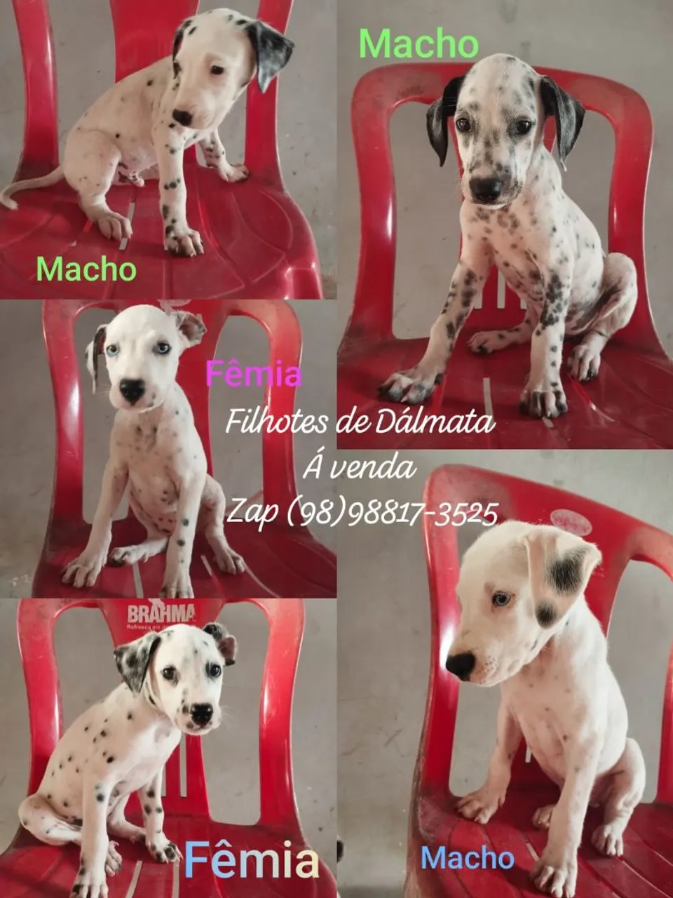 Filhotes de Dálmata à venda R$:300 reais