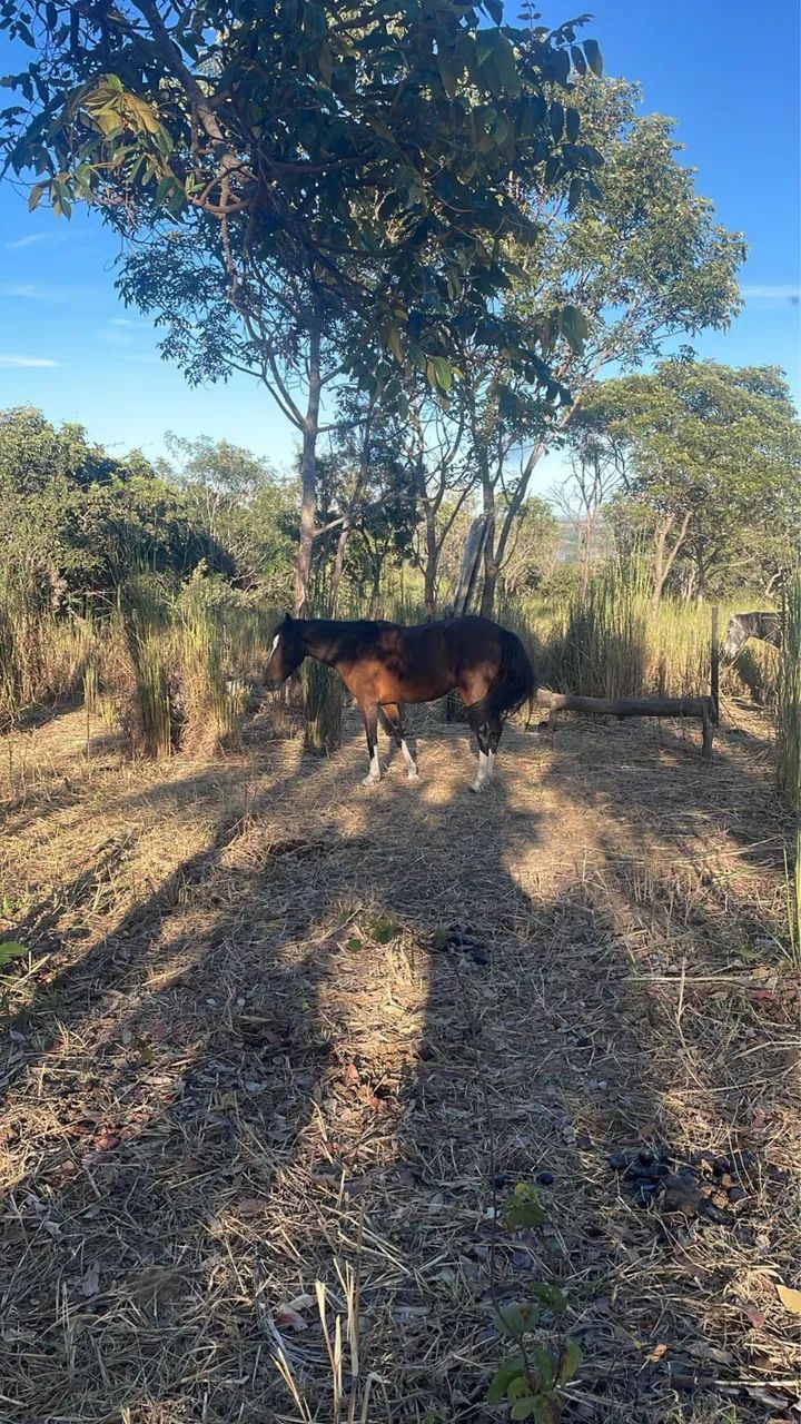 Vendo 2 égua e 1 cavalo - Foto 5