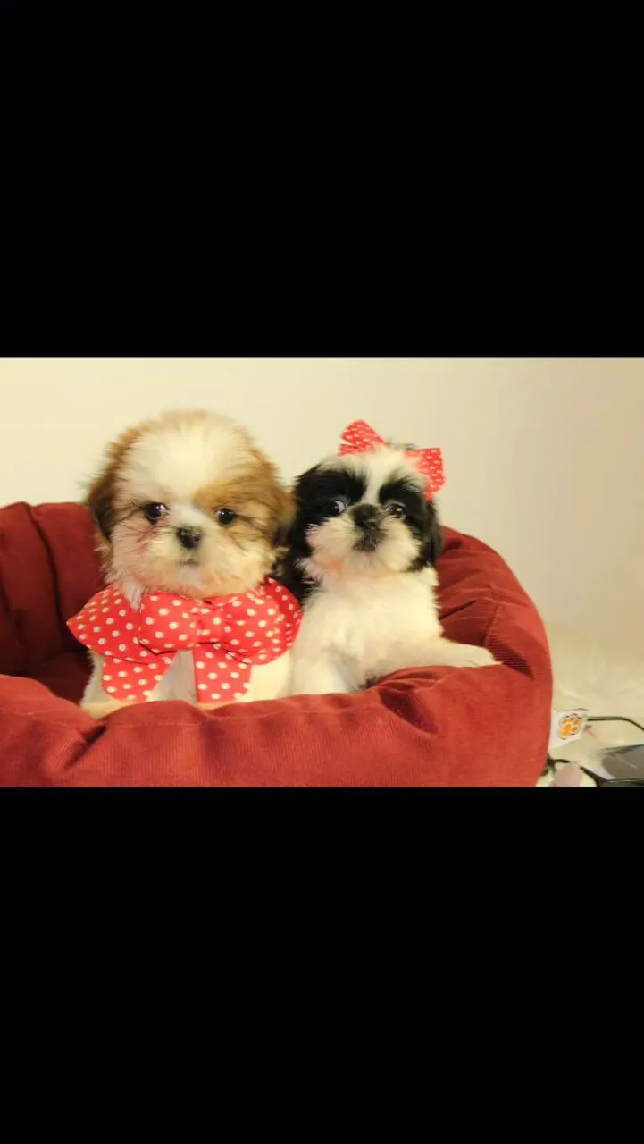 Filhotes Shih Tzu fofinhos e charmosos!