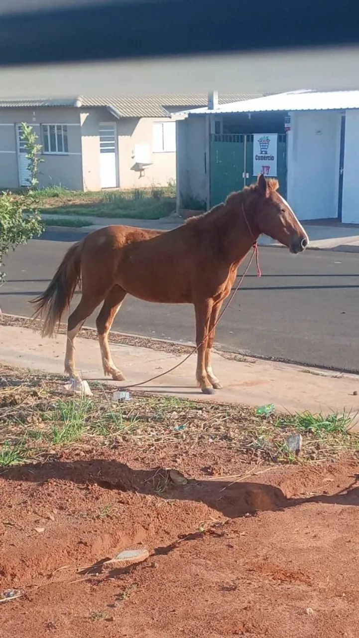 Vende se cavalo manga larga