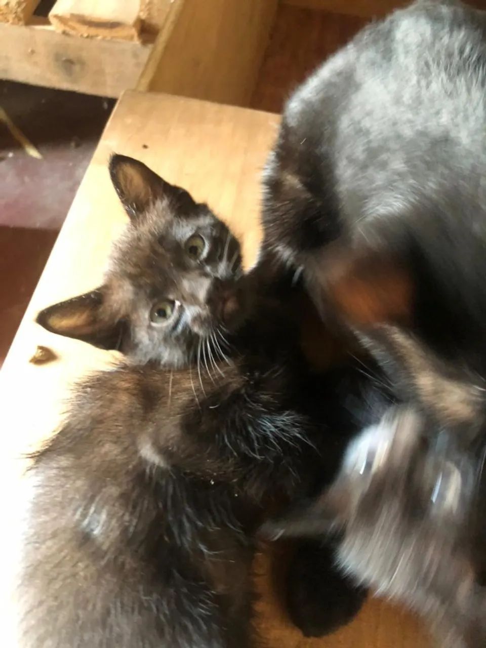 Gato - Foto 3