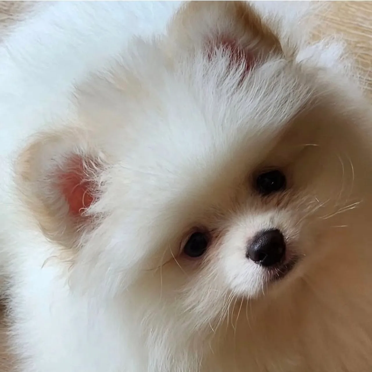 Filhote de Spitz Alemão - Fofura em Dobro!