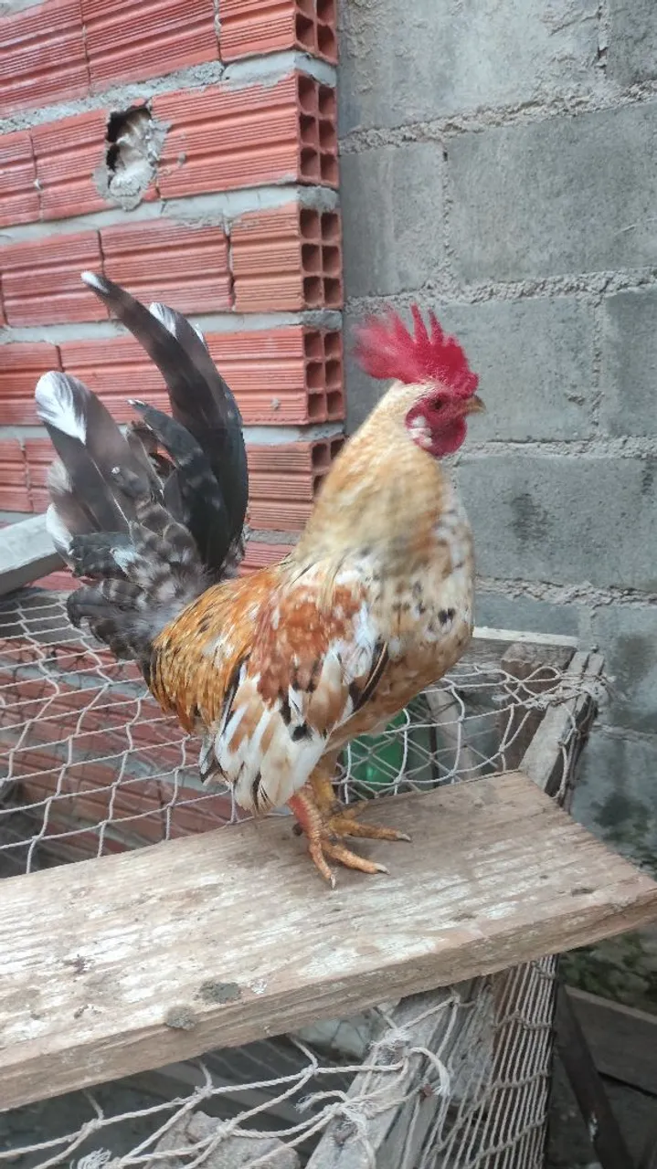 Galinhas Galizé