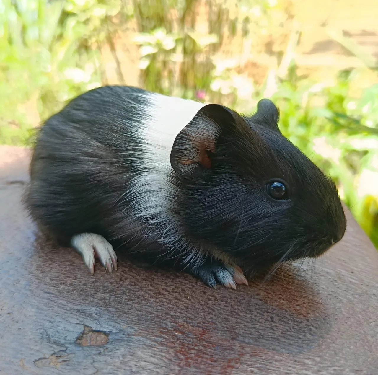Porquinho da Índia Filhote