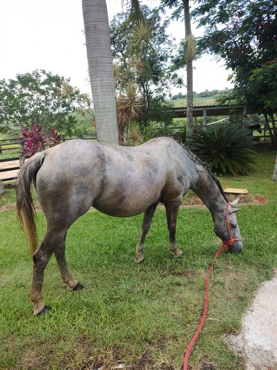 ÉGUA QM + SELA DE LAÇO  - Foto 2