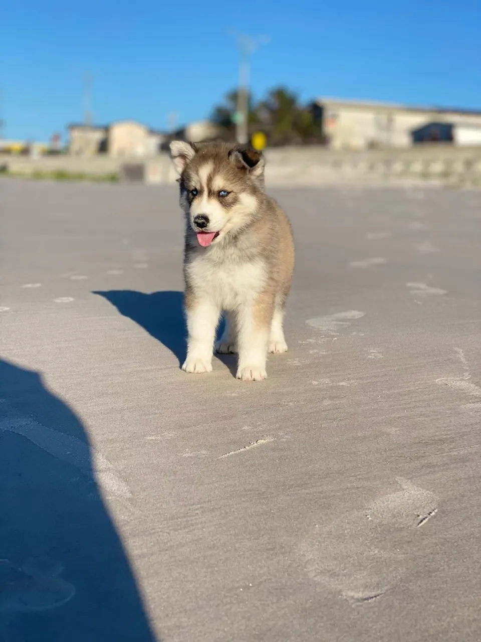 Husky Fêmea já Vermifugado