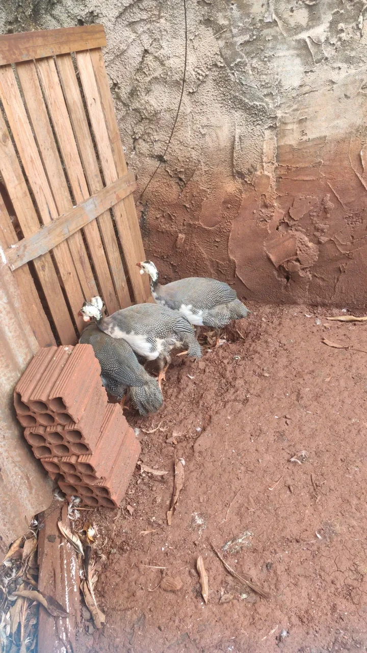 Galinhas da angola