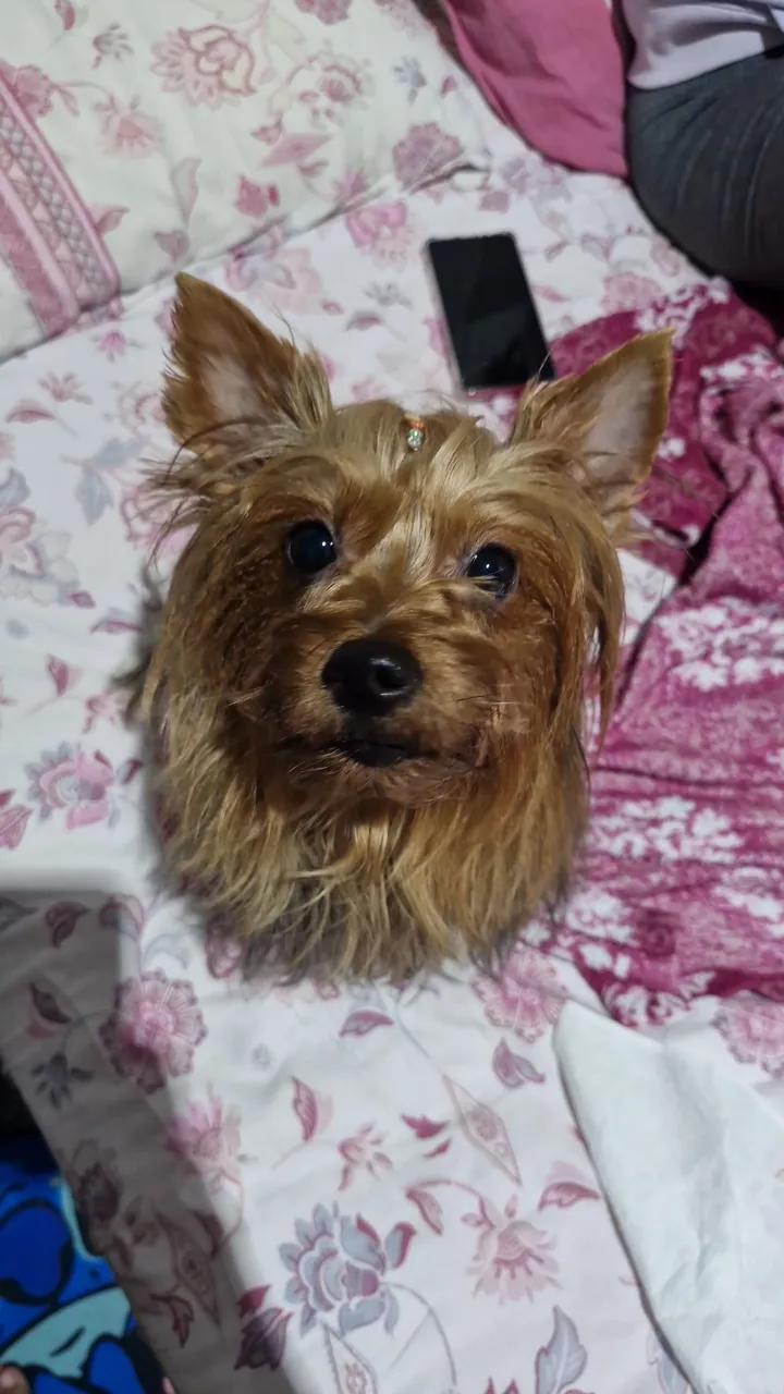 Yorkshire Terrier fêmea disponível para cruza