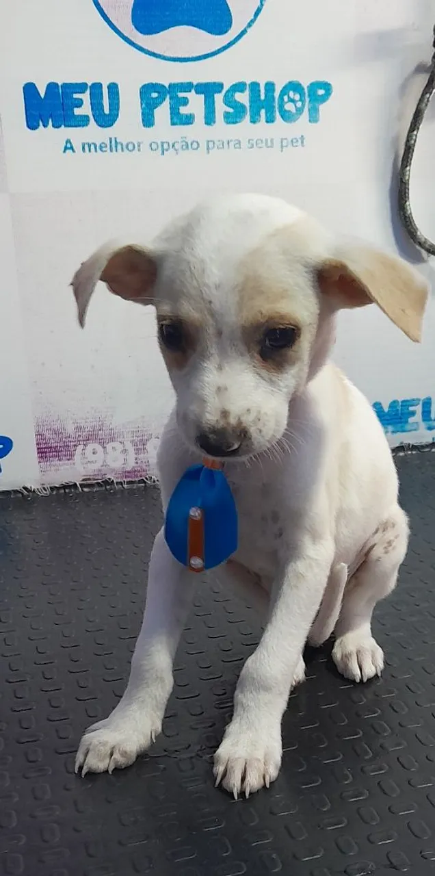 Filhote de cachorro branco e caramelo
