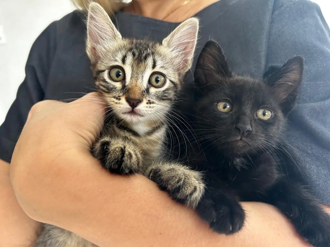 Adote gatinhos fofos!