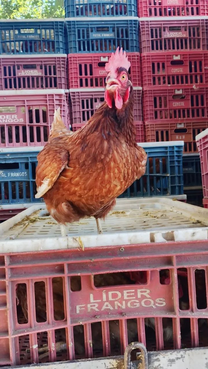31- * Galinha rodia (isabrow) 25 reais cada 