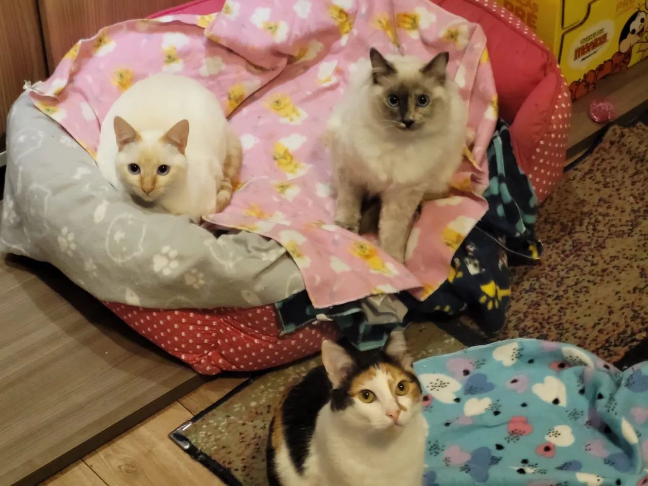 Gatos para adoção - São Paulo Zona Norte - Castrados e Vacinados - Foto 2