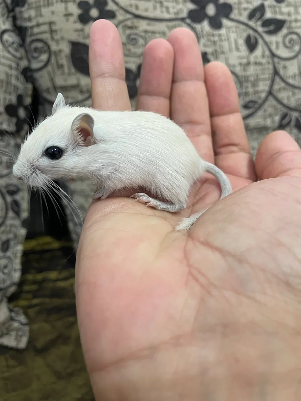 Gerbil 64313863796993123