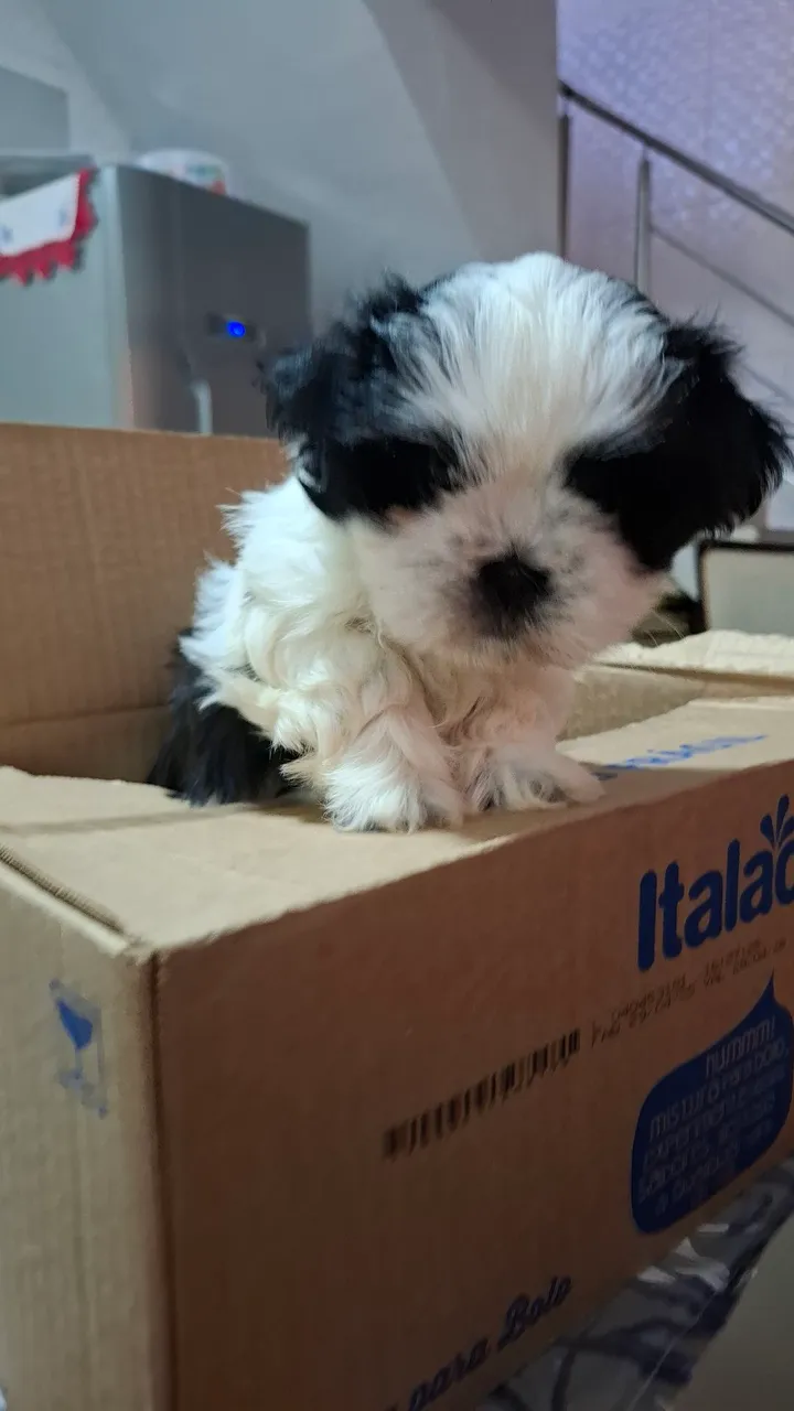 Shihtzu