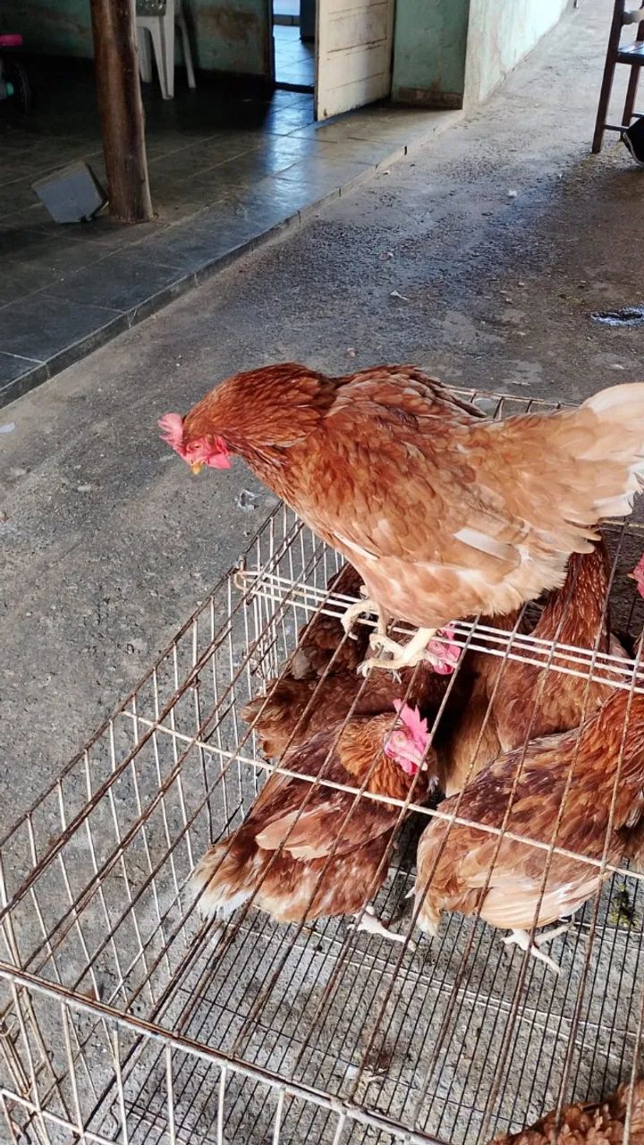 31- * Galinha rodia (isabrow) 25 reais cada  - Foto 3