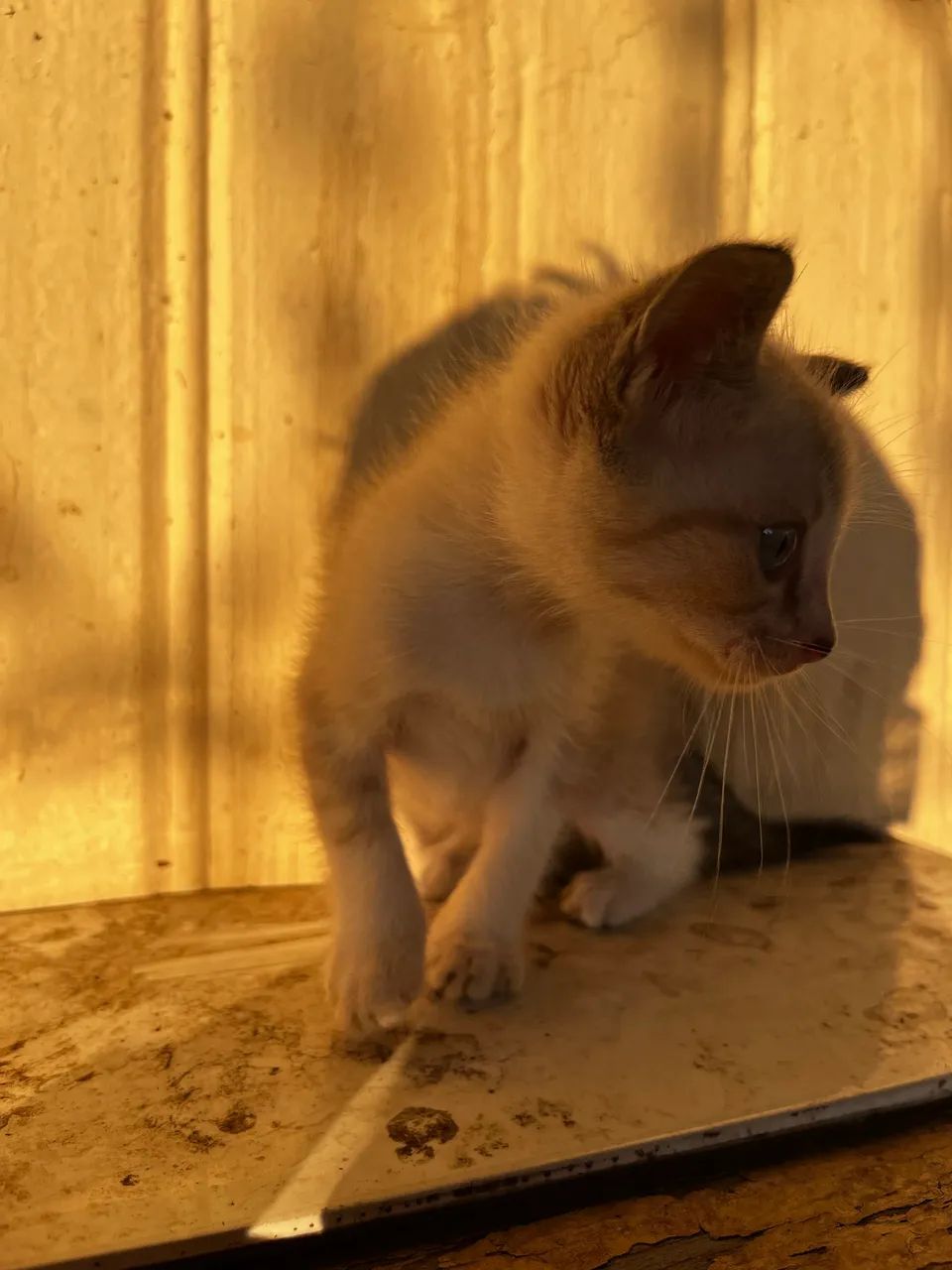 Gatinhas para doação  - Foto 5