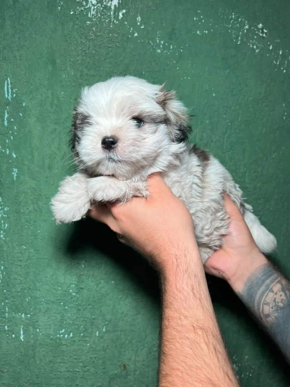 Shih Tzu cheio de amor e diversão - Foto 2