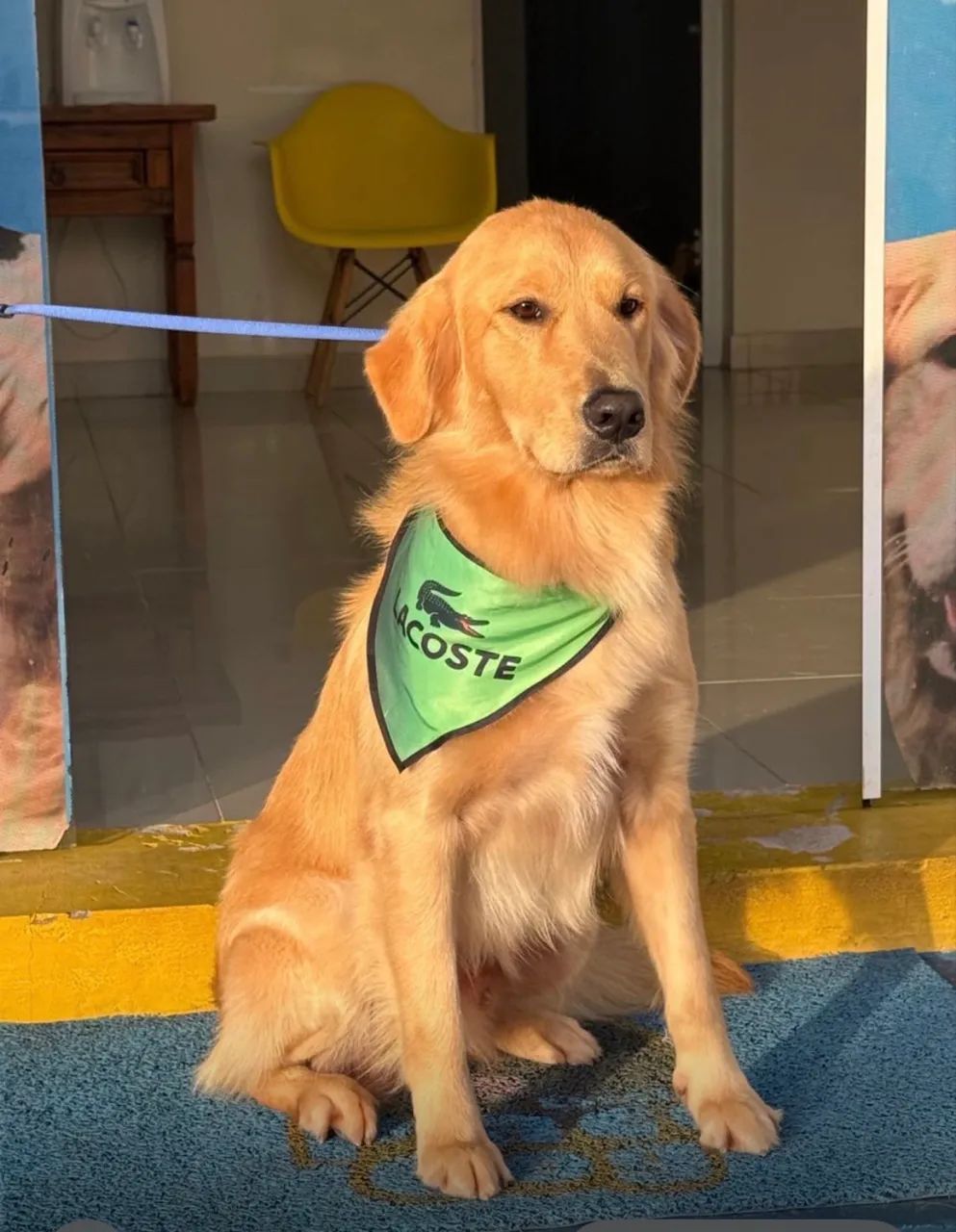 Filhotes de Golden Retrivier  - Foto 5