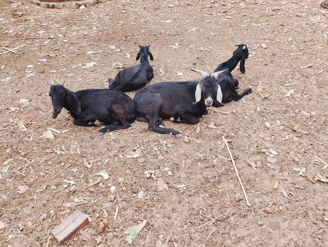 Vende-se  - Foto 2