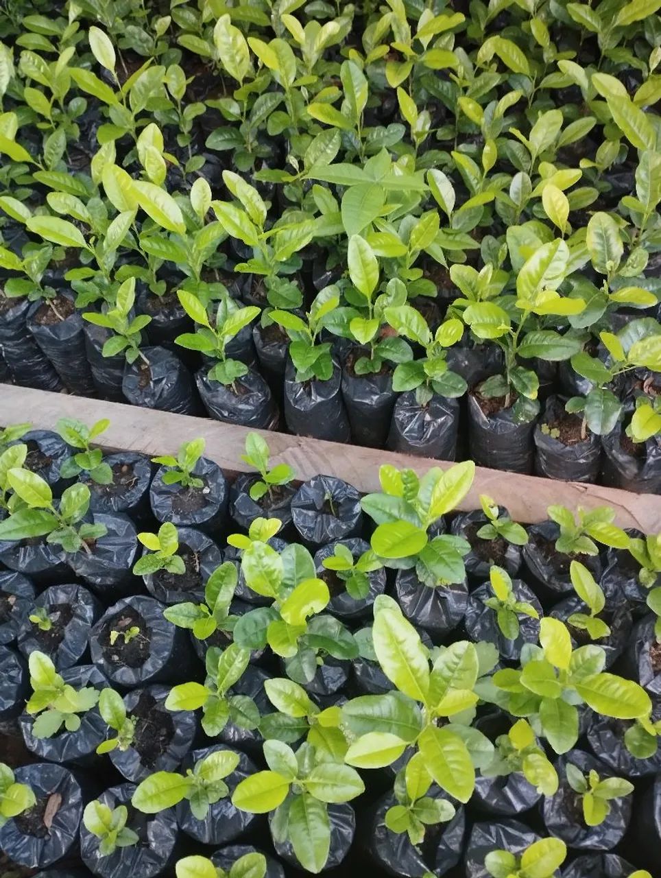 CERCA VIVA OU MURO VERDE MUDAS DE SWINGLEA GLUTINOSA - Foto 6