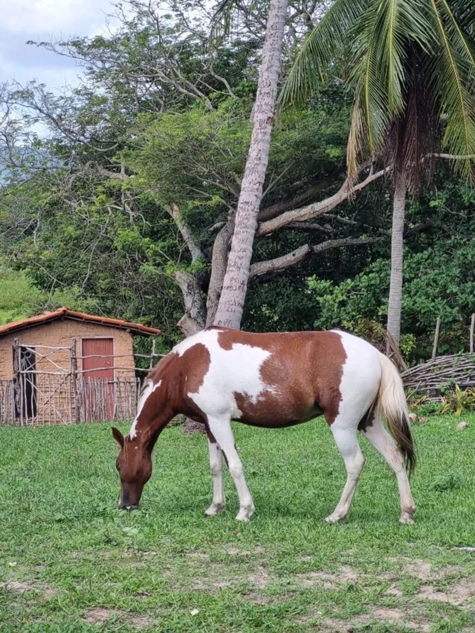 Egua Malhada Pampa Belissima - Foto 3