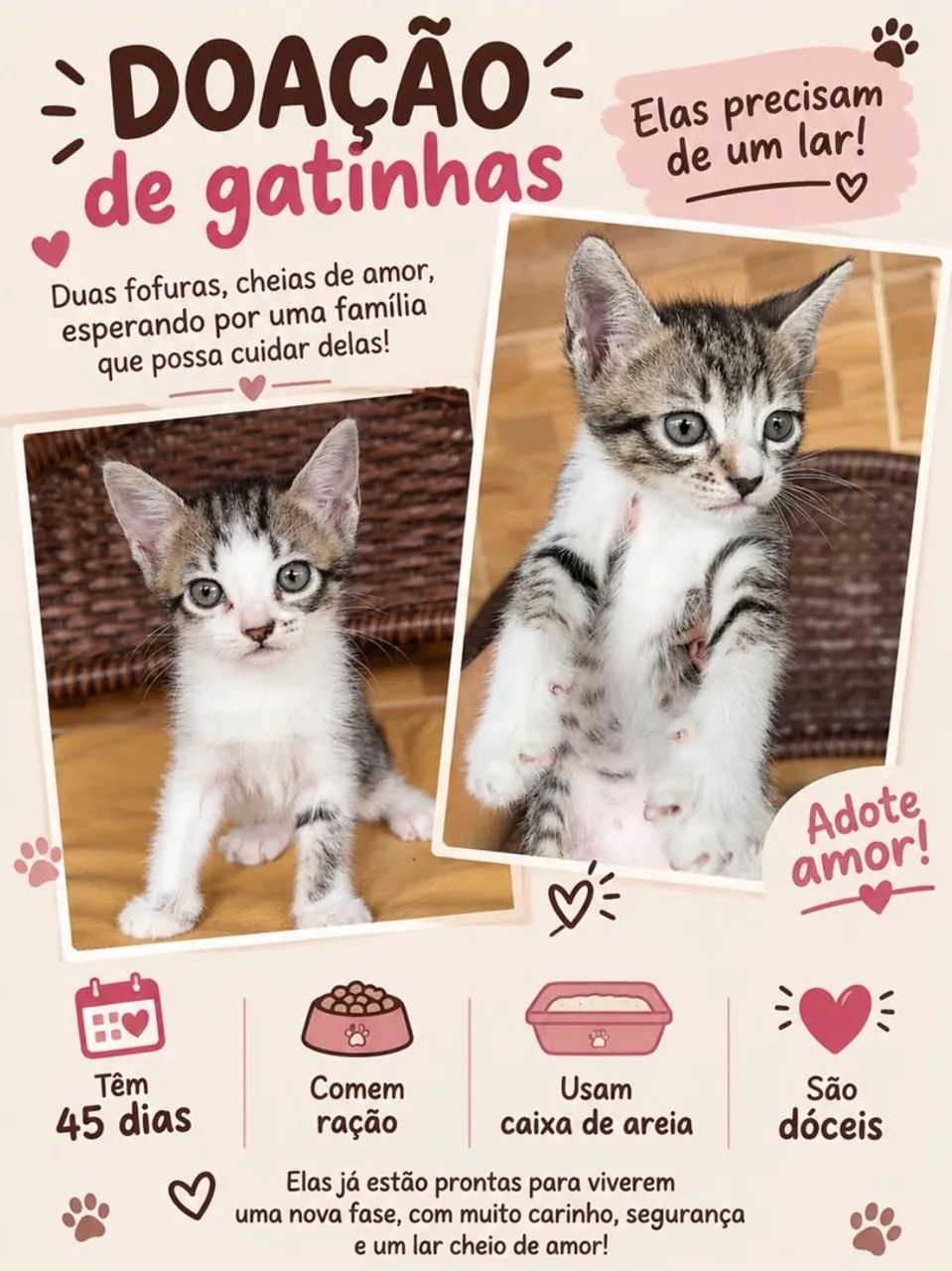 Gatinhas para adoção 