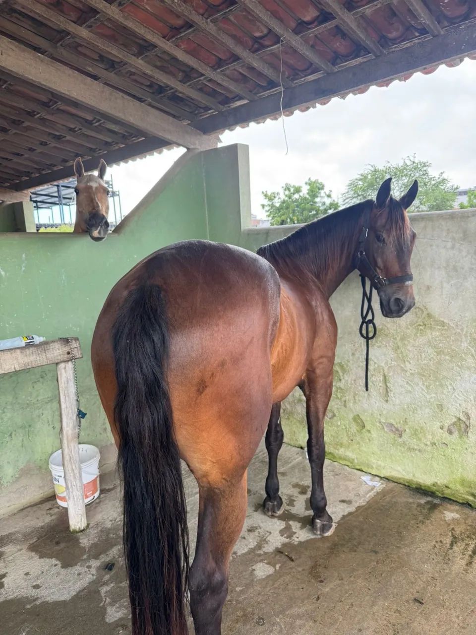Vende-se cavalo quarto de milha sem documento  - Foto 4