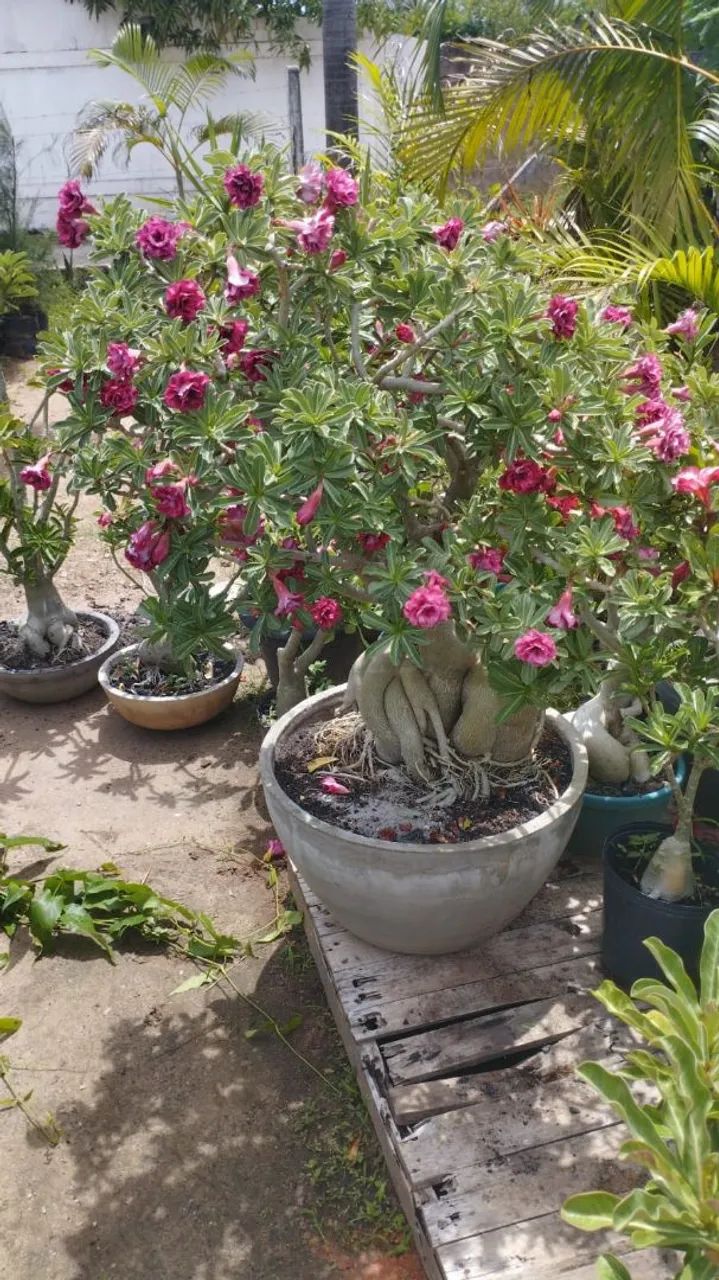 Rosa do deserto gigante e perfumada  - Foto 3